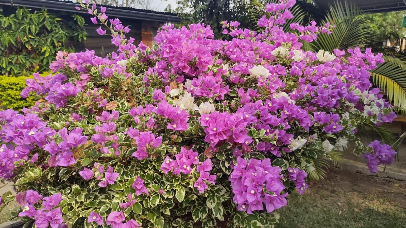 Loma Linda Hotel De Naturaleza La Mesa  Bagian luar foto